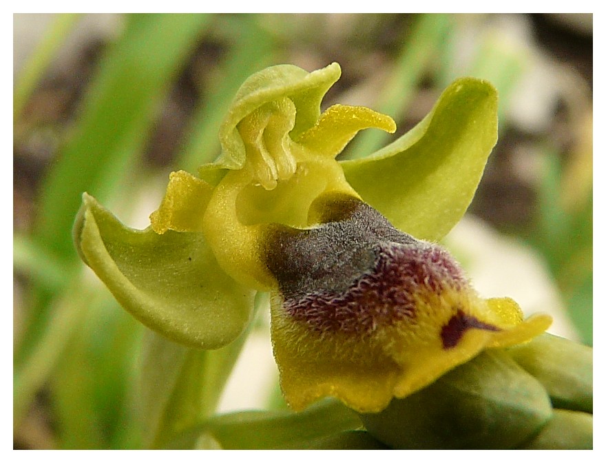 Ophrys sicula